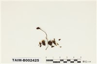 藏品(網苔屬)的圖片